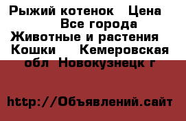 Рыжий котенок › Цена ­ 1 - Все города Животные и растения » Кошки   . Кемеровская обл.,Новокузнецк г.